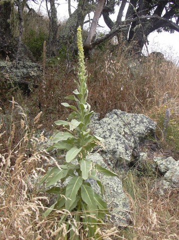 Verbascum thapsus.