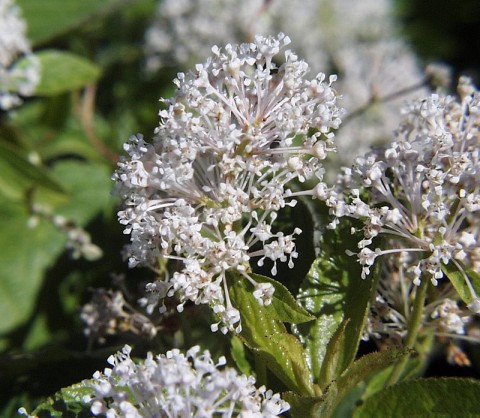 Ceanothus americanus.