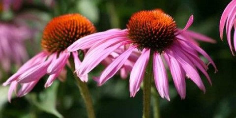 Echinacea purpurea. 