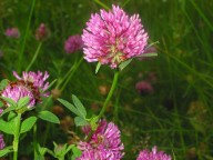 Trifolium Pratense L