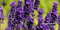 Lavanda.