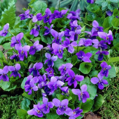 Violeta (Viola Odorata).