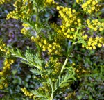 Plantas que o Céu indica: ARTEMÍSIA (Artemisia annua L)