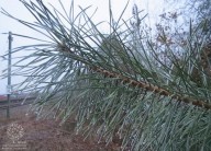 Plantas que o Céu indica: PINHEIRO (Pinus sylvestris L )