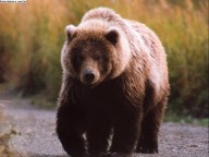 “APARECEU EM SEGUIDA OUTRO ANIMAL SEMELHANTE A UM URSO... DIZIAM-LHE: ‘VAMOS! DEVORA BASTANTE CARNE!’ ” (Daniel 7,5)  